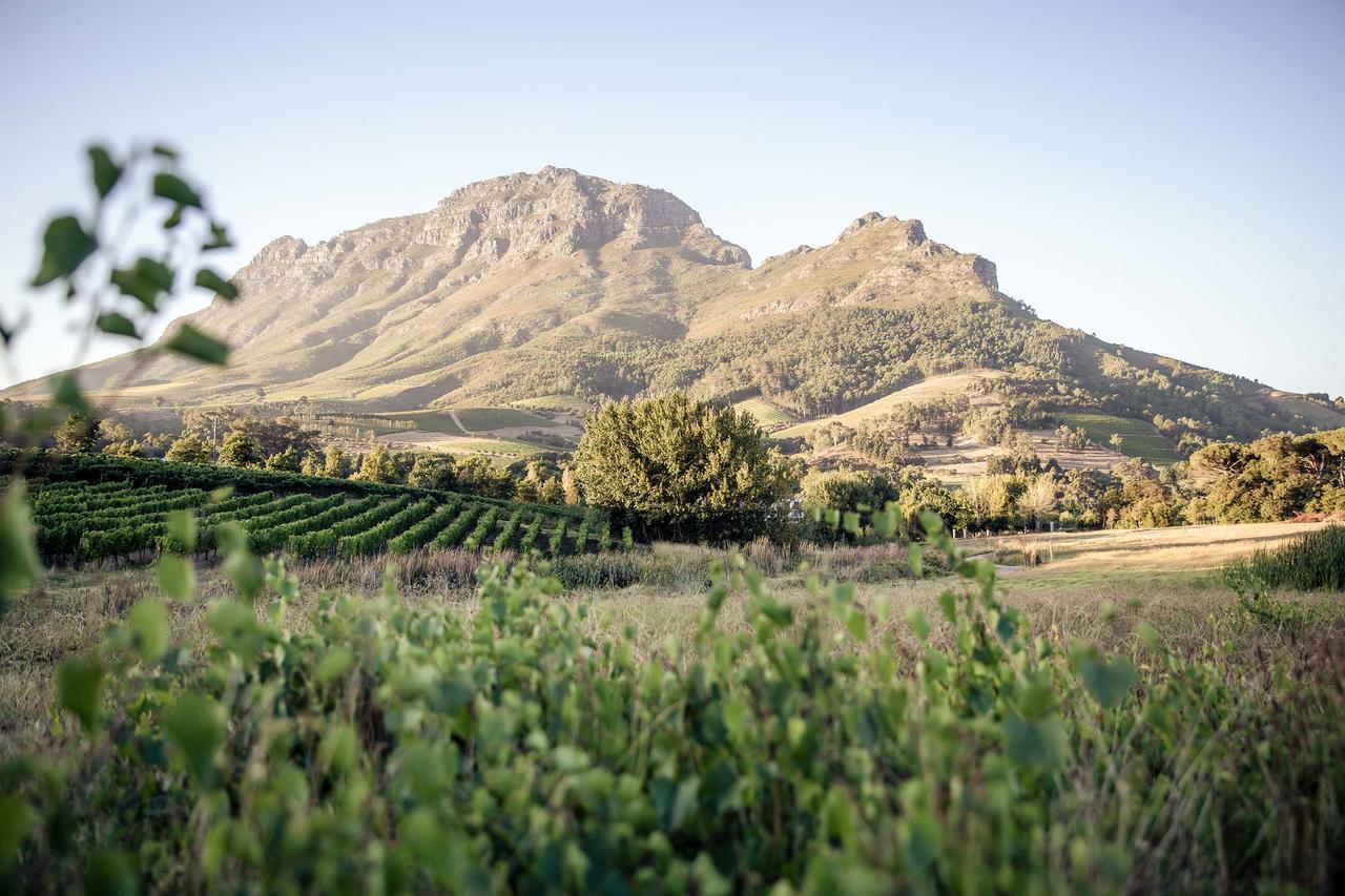 فيلا Le Pommier Wine Estate ستيلينبوش المظهر الخارجي الصورة